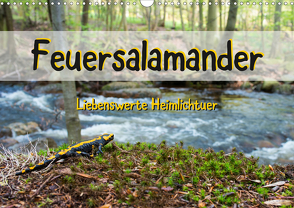 Feuersalamander – Liebenswerte Heimlichtuer (Wandkalender 2021 DIN A3 quer) von Vahldiek,  Carola