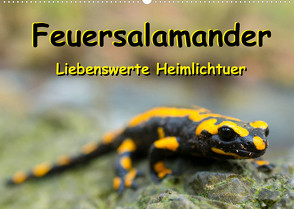 Feuersalamander – Liebenswerte Heimlichtuer (Wandkalender 2022 DIN A2 quer) von Vahldiek,  Carola