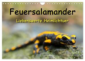 Feuersalamander – Liebenswerte Heimlichtuer (Wandkalender 2024 DIN A4 quer), CALVENDO Monatskalender von Vahldiek,  Carola