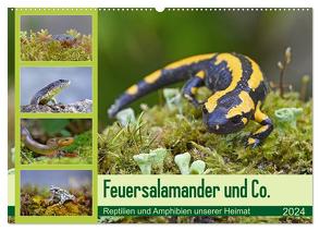 Feuersalamander und Co. (Wandkalender 2024 DIN A2 quer), CALVENDO Monatskalender von GUGIGEI,  GUGIGEI