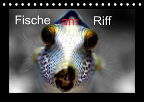 Fische am Riff (Tischkalender 2023 DIN A5 quer) von Witkowski,  Bernd