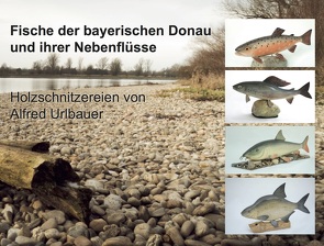 Fische der bayerischen Donau und ihrer Nebenflüsse von Urlbauer,  Alfred