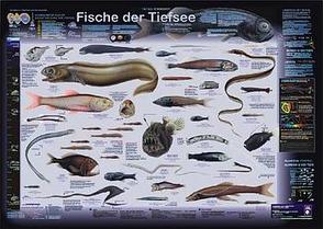 Fische der Tiefsee von Welter-Schultes,  F W