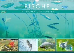 Fische in Teichen und Flüssen (Wandkalender 2020 DIN A3 quer) von CALVENDO