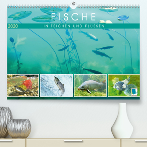 Fische in Teichen und Flüssen (Premium, hochwertiger DIN A2 Wandkalender 2020, Kunstdruck in Hochglanz) von CALVENDO