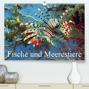 Fische und Meerestiere (Premium, hochwertiger DIN A2 Wandkalender 2023, Kunstdruck in Hochglanz) von Stanzer,  Elisabeth