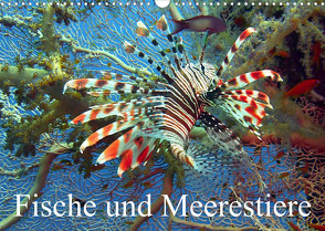 Fische und Meerestiere (Wandkalender 2023 DIN A3 quer) von Stanzer,  Elisabeth