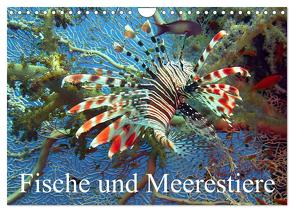Fische und Meerestiere (Wandkalender 2024 DIN A4 quer), CALVENDO Monatskalender von Stanzer,  Elisabeth