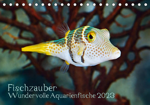 Fischzauber – Wundervolle Aquarienfische (Tischkalender 2023 DIN A5 quer) von Plett,  Rainer