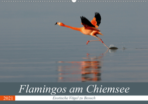 Flamingos am Chiemsee (Wandkalender 2021 DIN A2 quer) von R Bogner,  J