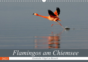 Flamingos am Chiemsee (Wandkalender 2022 DIN A3 quer) von R Bogner,  J