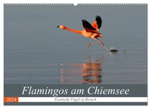 Flamingos am Chiemsee (Wandkalender 2024 DIN A2 quer), CALVENDO Monatskalender von R Bogner,  J