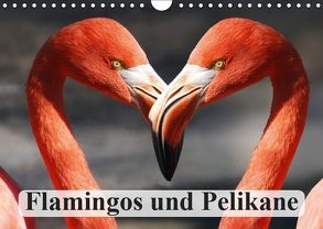 Flamingos und Pelikane (Wandkalender 2019 DIN A4 quer) von Stanzer,  Elisabeth