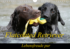 Flatcoated Retriever (Wandkalender 2021 DIN A4 quer) von / Beatrice Müller,  BeaM