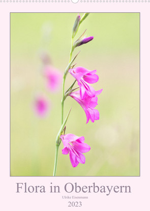 Flora in Oberbayern (Wandkalender 2023 DIN A2 hoch) von Eisenmann,  Ulrike