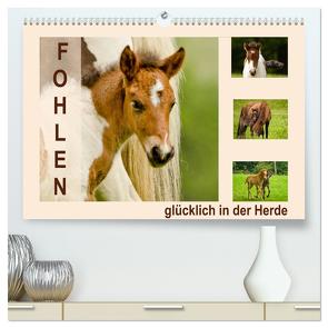 Fohlen, glücklich in der Herde (hochwertiger Premium Wandkalender 2024 DIN A2 quer), Kunstdruck in Hochglanz von Schmidt,  Brinja