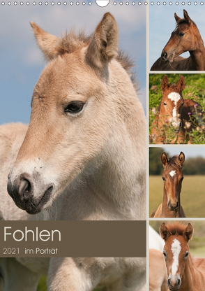 Fohlen im Porträt (Wandkalender 2021 DIN A3 hoch) von Bölts,  Meike