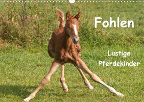 Fohlen – Lustige Pferdekinder (Wandkalender 2021 DIN A3 quer) von Bölts,  Meike