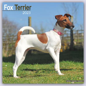 Fox Terrier – Foxterrier 2023 – 16-Monatskalender