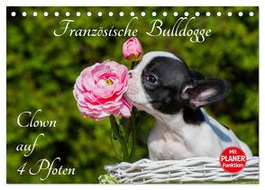 Französische Bulldogge – Clown auf 4 Pfoten (Tischkalender 2024 DIN A5 quer), CALVENDO Monatskalender von Starick,  Sigrid