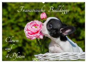 Französische Bulldogge – Clown auf 4 Pfoten (Wandkalender 2024 DIN A2 quer), CALVENDO Monatskalender von Starick,  Sigrid