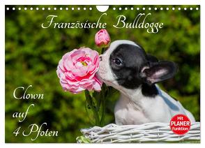 Französische Bulldogge – Clown auf 4 Pfoten (Wandkalender 2024 DIN A4 quer), CALVENDO Monatskalender von Starick,  Sigrid