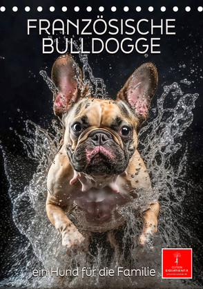 Französische Bulldogge – ein Hund für die Familie (Tischkalender 2024 DIN A5 hoch), CALVENDO Monatskalender von Roder,  Peter