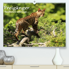 Freigänger – Hauskatzen unterwegs (Premium, hochwertiger DIN A2 Wandkalender 2022, Kunstdruck in Hochglanz) von Schmäing,  Werner