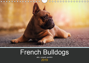 French Bulldog aktiv, verspielt, sportlich (Wandkalender 2019 DIN A4 quer) von Block,  Janina