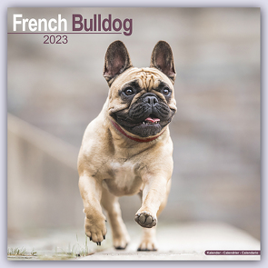 French Bulldog – Französische Bulldoggen 2023 – 16-Monatskalender