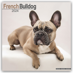 French Bulldog – Französische Bulldoggen 2024 – 16-Monatskalender