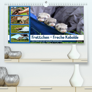 Frettchen – Freche Kobolde (Premium, hochwertiger DIN A2 Wandkalender 2023, Kunstdruck in Hochglanz) von Schmidt,  Bodo