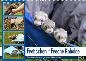 Frettchen – Freche Kobolde (Wandkalender 2023 DIN A2 quer) von Schmidt,  Bodo