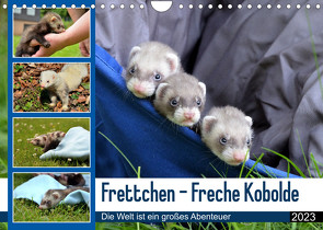 Frettchen – Freche Kobolde (Wandkalender 2023 DIN A4 quer) von Schmidt,  Bodo