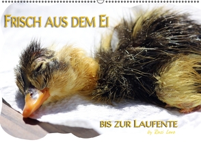 Frisch aus dem Ei bis zur Laufente (PosterbuchDIN A2 quer) von LoRo-Artwork