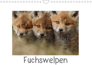 Fuchswelpen (Wandkalender 2022 DIN A4 quer) von Marklein,  Gabi