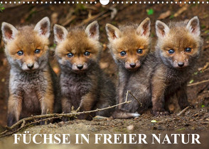 Füchse in freier Natur (Wandkalender 2022 DIN A3 quer) von Ulrich Hopp,  Dr.