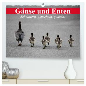 Gänse und Enten. Schnattern, watscheln, quaken! (hochwertiger Premium Wandkalender 2024 DIN A2 quer), Kunstdruck in Hochglanz von Stanzer,  Elisabeth