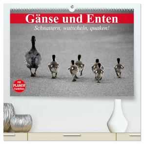 Gänse und Enten. Schnattern, watscheln, quaken! (hochwertiger Premium Wandkalender 2024 DIN A2 quer), Kunstdruck in Hochglanz von Stanzer,  Elisabeth