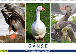 Gänse. Von wegen dumme Gans! (Wandkalender 2021 DIN A2 quer) von Hurley,  Rose