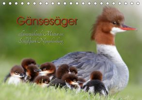 Gänsesäger – alleinerziehende Mütter im Schloßpark Nymphenburg (Tischkalender 2020 DIN A5 quer) von Gebert,  Martina