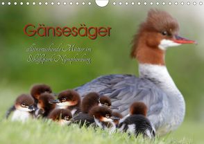 Gänsesäger – alleinerziehende Mütter im Schloßpark Nymphenburg (Wandkalender 2020 DIN A4 quer) von Gebert,  Martina