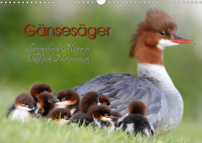 Gänsesäger – alleinerziehende Mütter im Schloßpark Nymphenburg (Wandkalender 2021 DIN A3 quer) von Gebert,  Martina