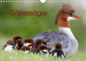 Gänsesäger – alleinerziehende Mütter im Schloßpark Nymphenburg (Wandkalender 2021 DIN A4 quer) von Gebert,  Martina
