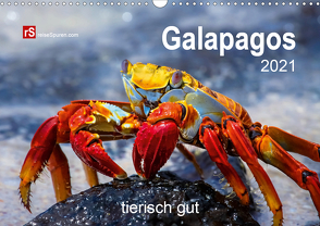 Galapagos 2021 tierisch gut (Wandkalender 2021 DIN A3 quer) von Bergwitz,  Uwe