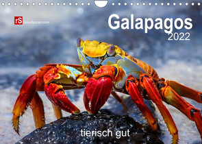 Galapagos 2022 tierisch gut (Wandkalender 2022 DIN A4 quer) von Bergwitz,  Uwe