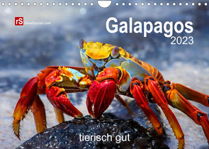 Galapagos 2022 tierisch gut (Wandkalender 2023 DIN A4 quer) von Bergwitz,  Uwe