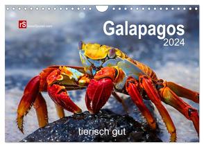 Galapagos 2024 tierisch gut (Wandkalender 2024 DIN A4 quer), CALVENDO Monatskalender von Bergwitz,  Uwe