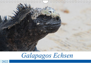 Galapagos Echsen (Wandkalender 2022 DIN A4 quer) von Reeh,  Johannes