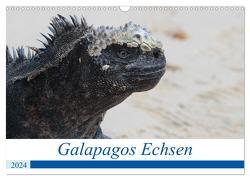 Galapagos Echsen (Wandkalender 2024 DIN A3 quer), CALVENDO Monatskalender von Reeh,  Johannes